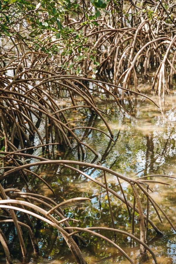 Pousada Reserva Tatuamunha Pôrto de Pedras Kültér fotó